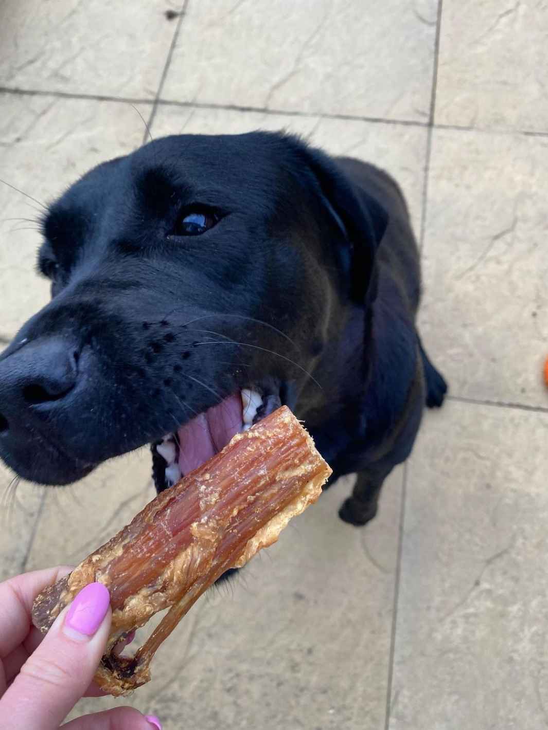 Truffe Délice - Wholesale Pet Treats - Dog - Beef tendons3