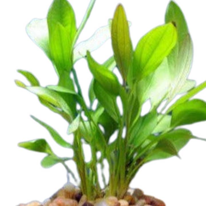 Wetplants - Wholesale Live Plant - Melon Sword Plant - Potted
