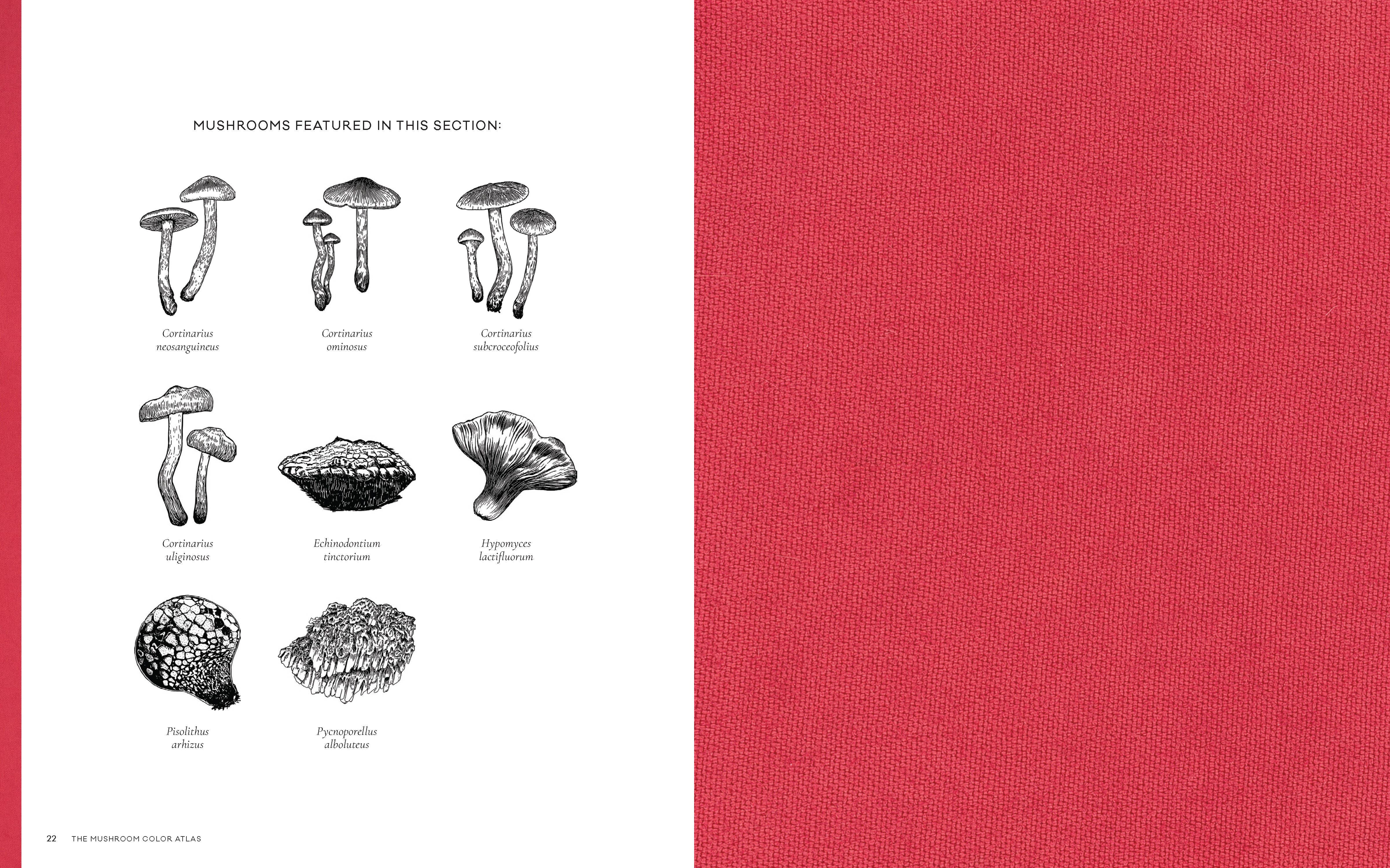 Chronicle Books - Wholesale Nature & Outdoors - Mushroom Color Atlas8