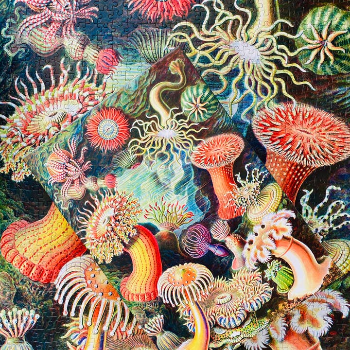Penny Puzzle - Wholesale Puzzle - Adult - Sea Anemones 1000 piece Vintage jigsaw puzzle5