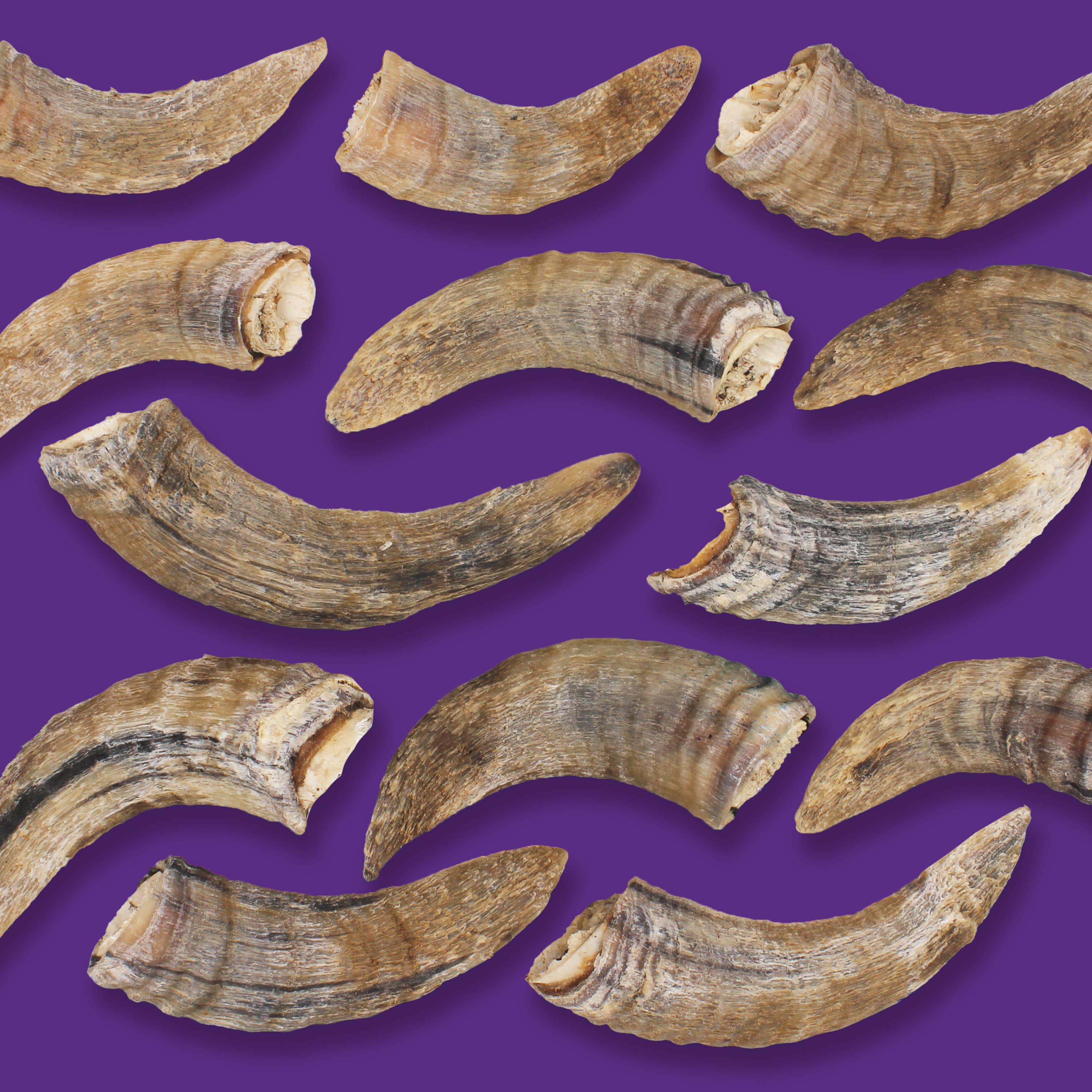 Icelandic+ - Wholesale Pet Treats - Dog - Icelandic+ Small Lamb Horn with Marrow 36-Ct Display Box7