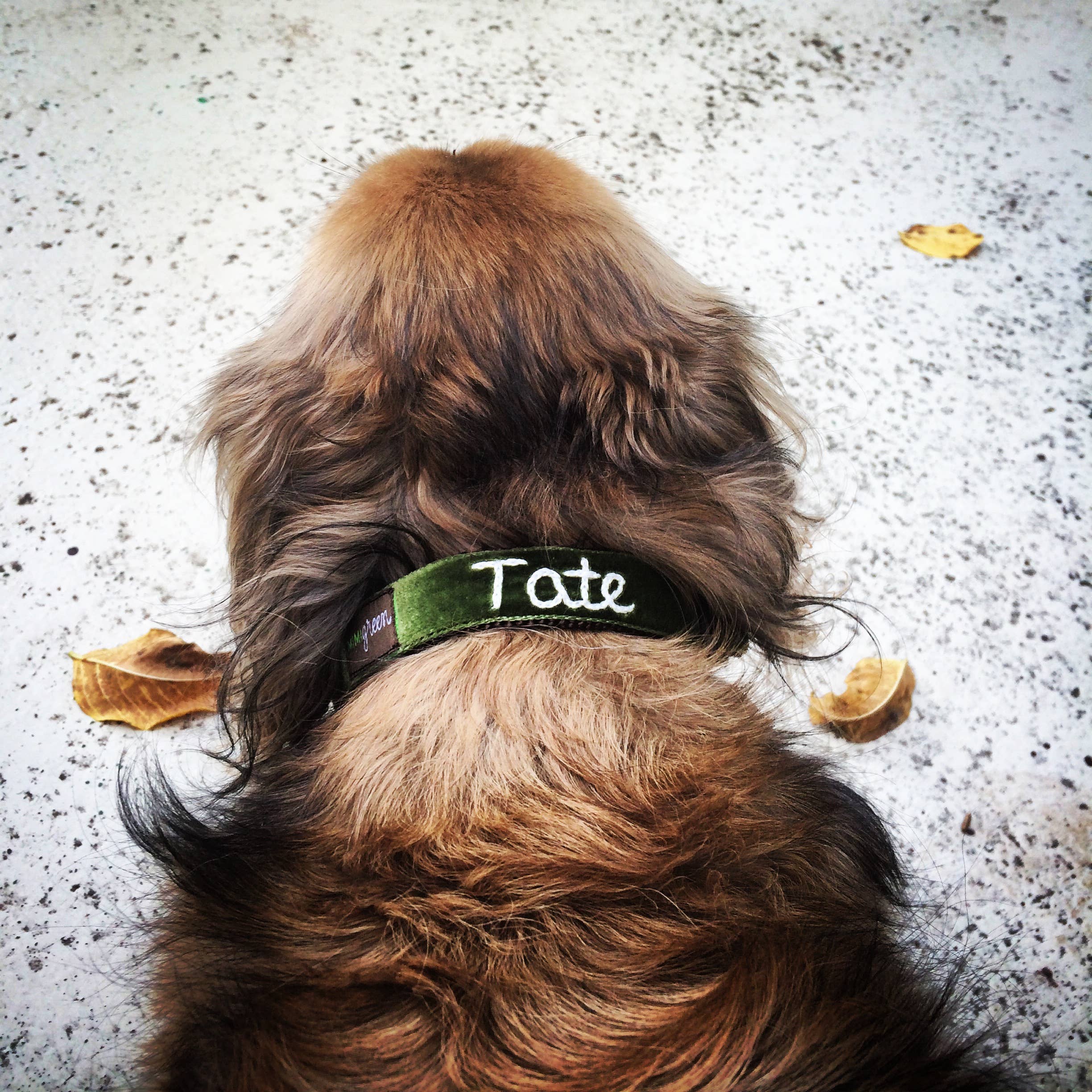 Mimi Green - Wholesale Pet Collar - Dog - Hand Embroidered Dog Collar Personalized w/ Dogs Name13