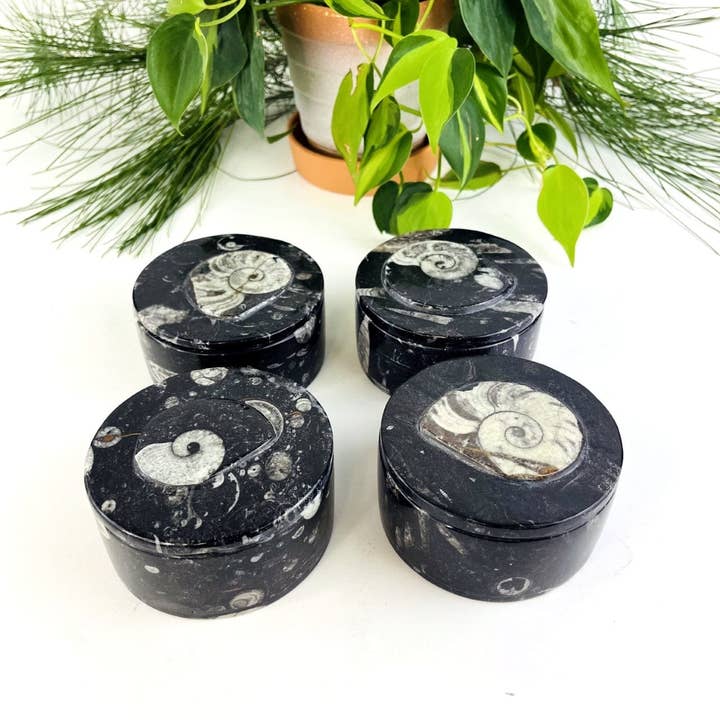 Rock Paradise - Wholesale Decorative box - Orthoceras and Ammonite Round Box Fossil Display2