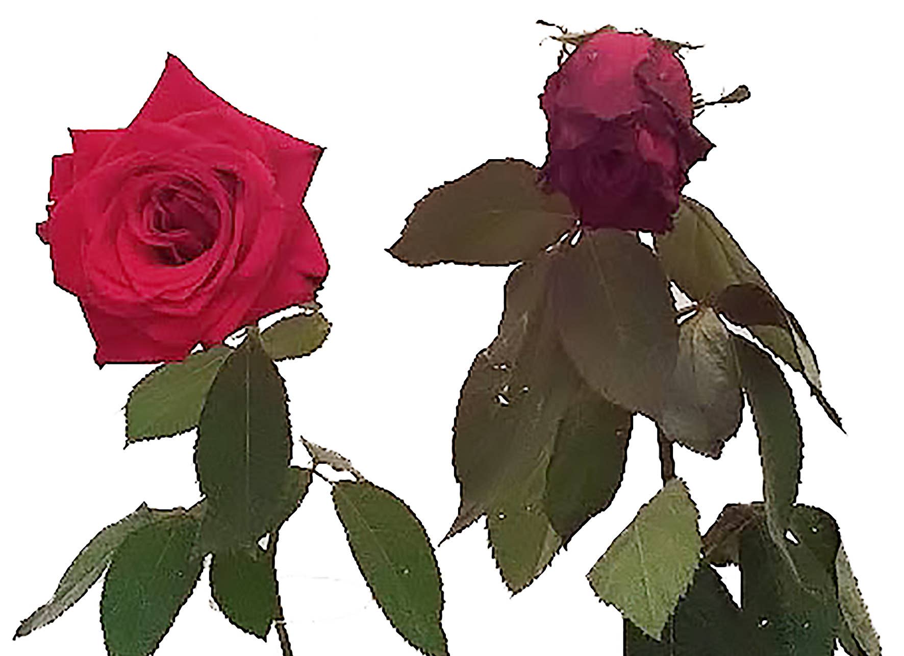 STRUCTWATER FRANCE - Vendita all'ingrosso Filtro per acqua - STRUCTWATER per strutturare, informare, energizzare l'acqua18