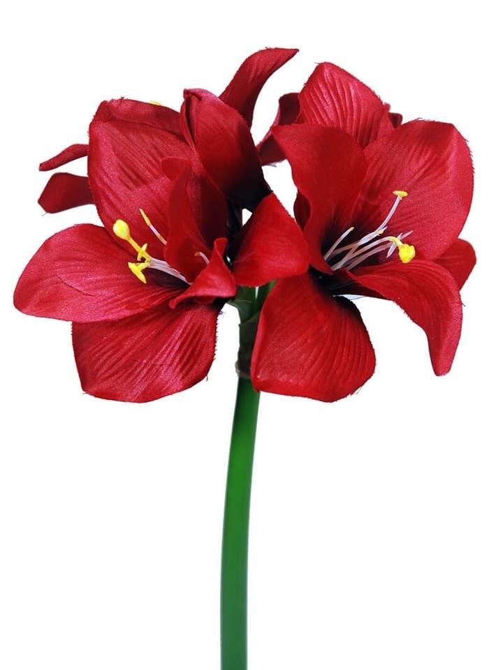 Amarilys X4 Red 52cm for wholesale by Aguilar Málaga