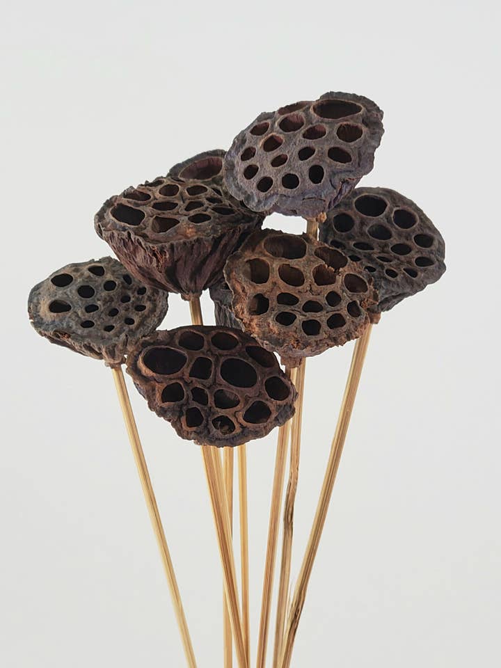 Lotus Pods (Mini) for wholesale by THE ACCESSORY COLLECTION