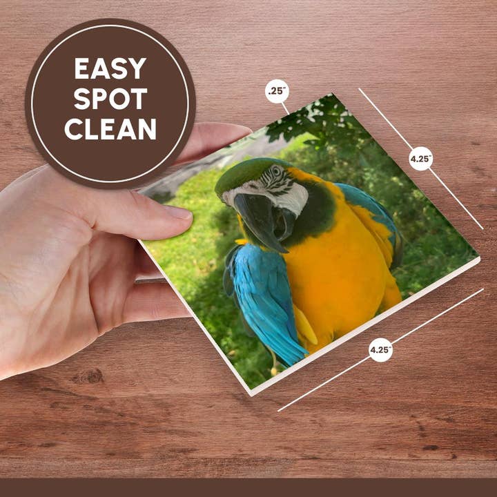 3dRose - Wholesale Coasters - 3dRose, Closeup Macaw, Coaster6