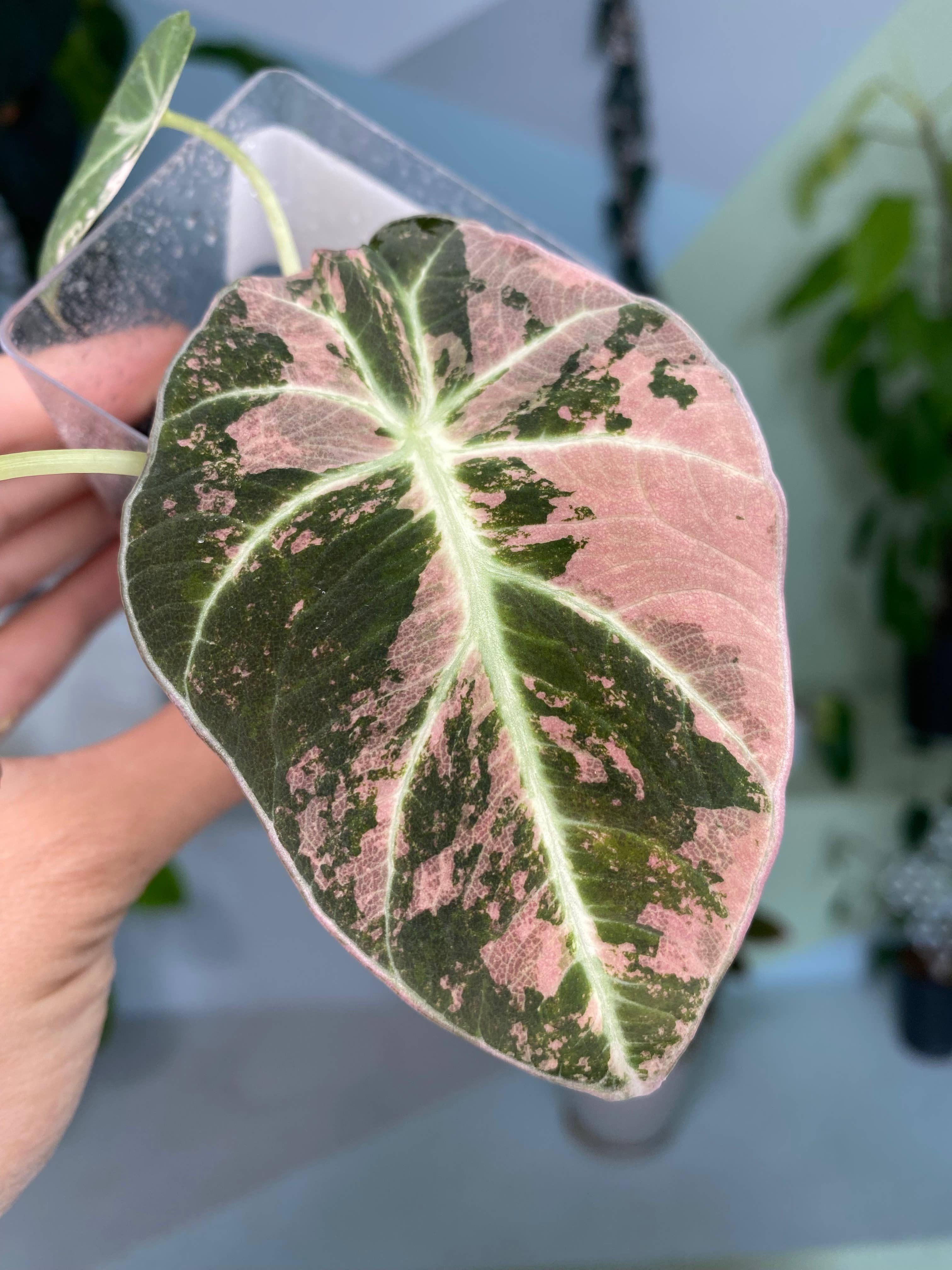 OrchidBox - Wholesale Live Plant - Alocasia reginula "Black Velvet Pink" variegated TC Plantlet | Rare Houseplant3