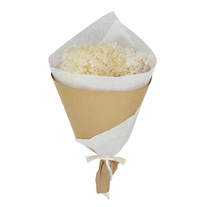 Andaluca - Wholesale Dried/Pressed Flowers - Ivory Preserved Hydrangea #1571