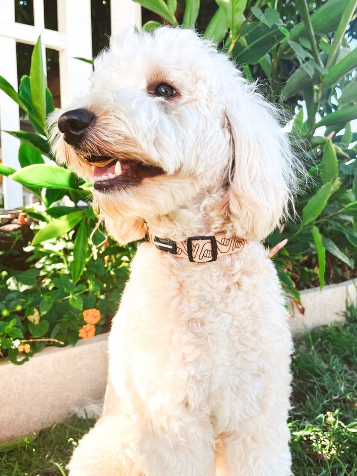 Collare Shaka Latte per la vendita all'ingrosso da parte di COOPMONSTERS