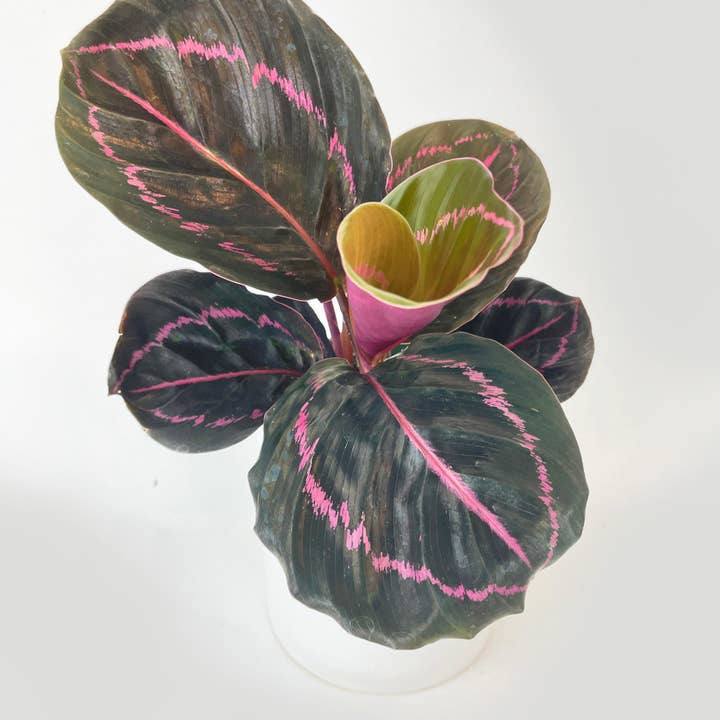 Bumble Plants - Wholesale Live Plant - Calathea Dottie Roseopicta3