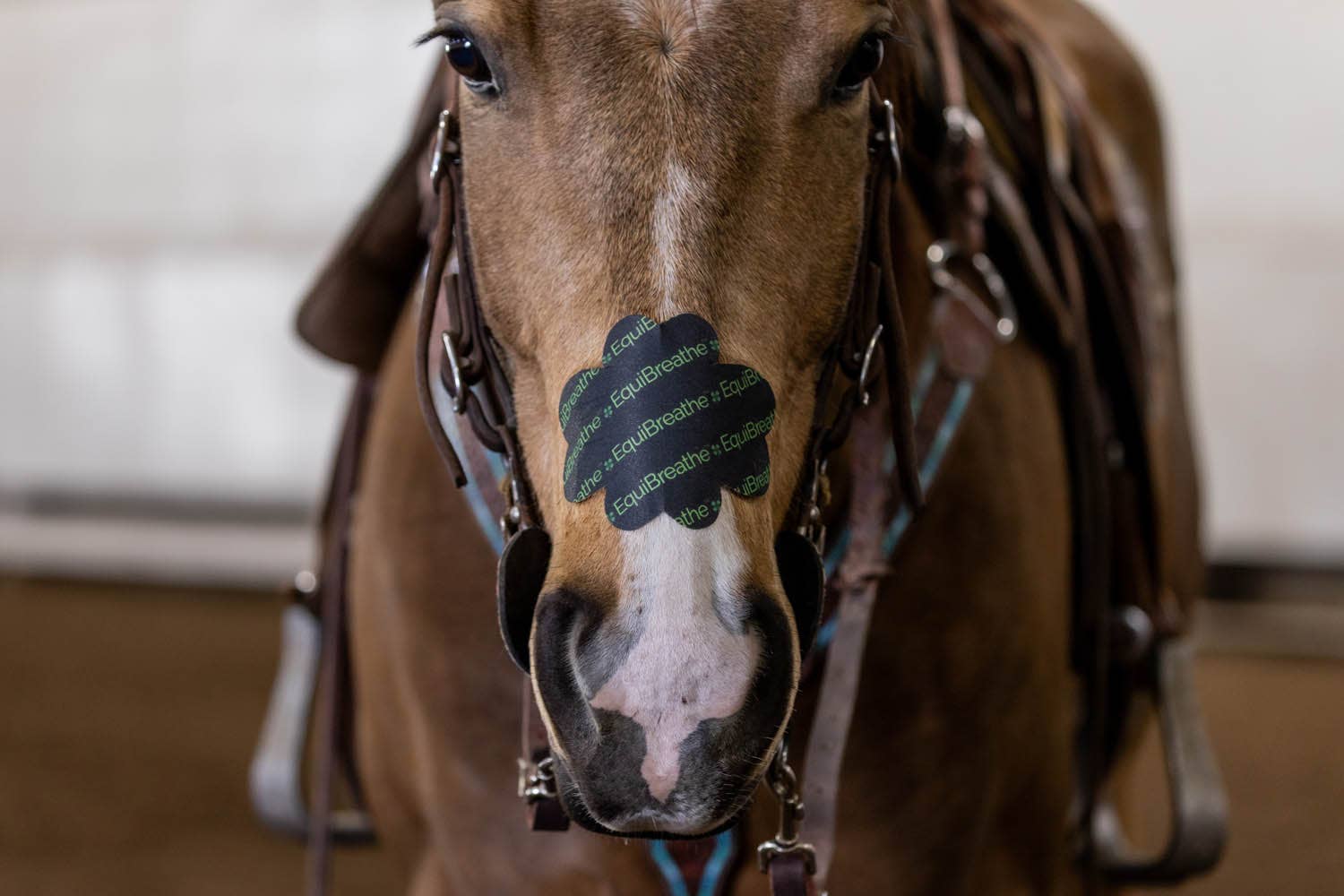 EquiBreathe™ - Vente Équipement d’équitation - Patch nasal équin EquiBreathe™ - EquiBreathe™4