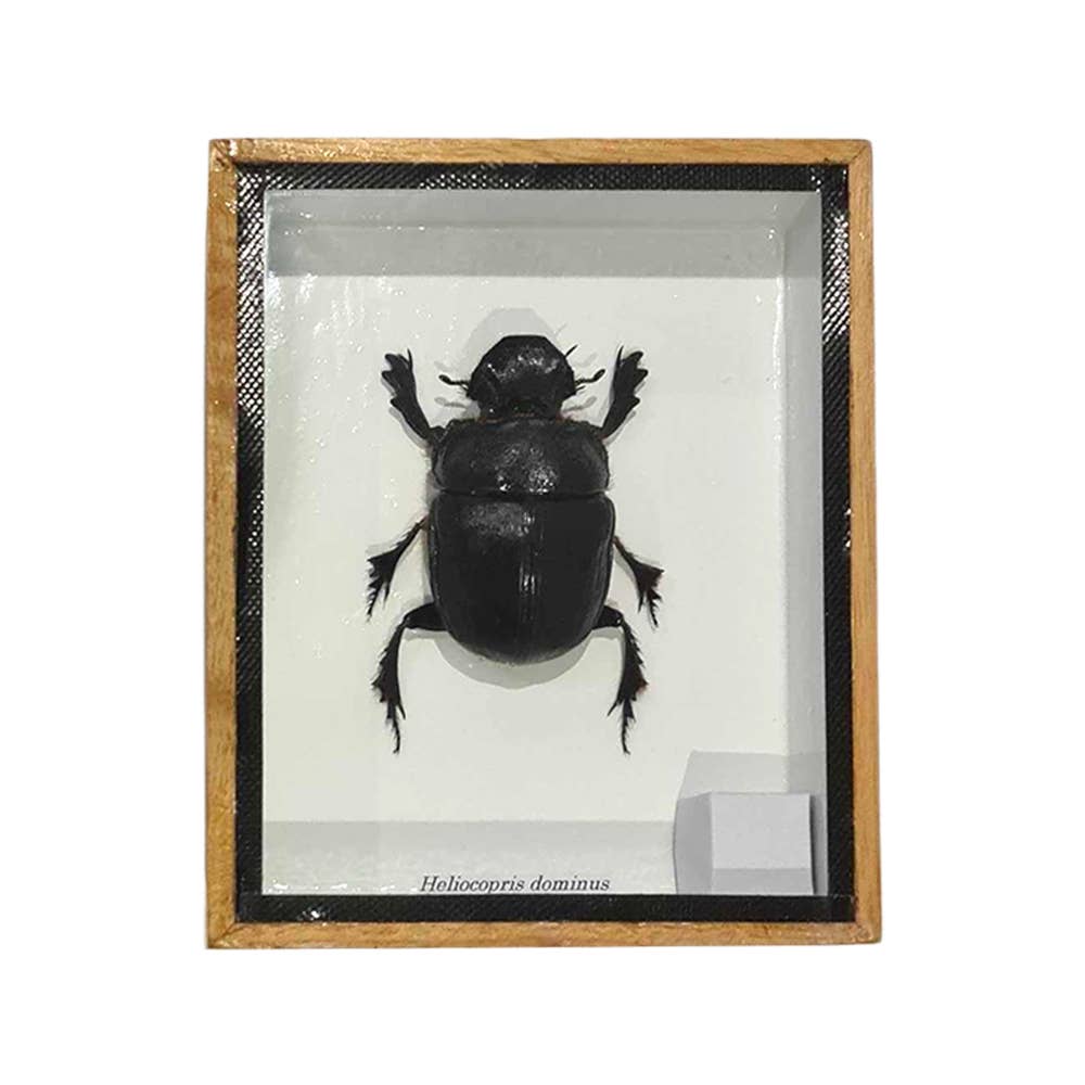 VIE - Wholesale Wall Accent - Framed Insect, Assorted42