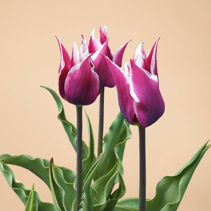 Claudia Tulip - 12 Bulbs for wholesale by Plantgem