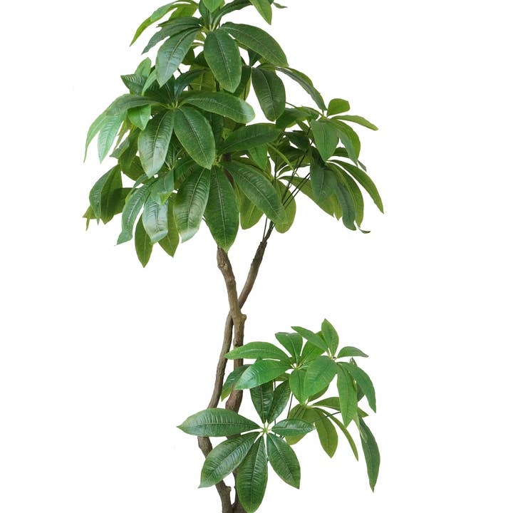 77" Pachira Aquat Real touch, ind/ud i Fiberstone Planter for engroshandel hos Vintage Home