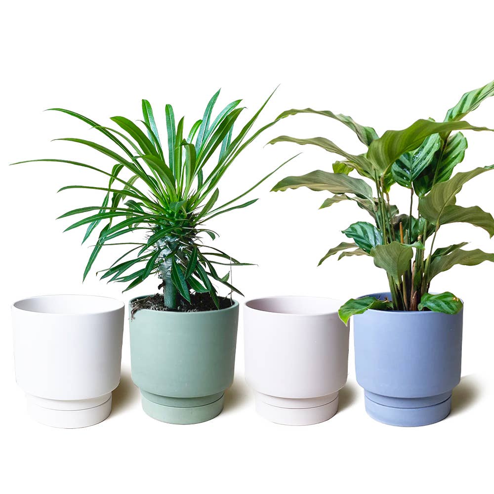 Chive - Wholesale Plant Pot - Casey Pots And Planters With Drainage Hole And Saucer1