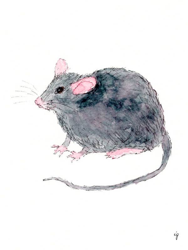 Rat voor wholesale door SAS {Seattle Art Studio}