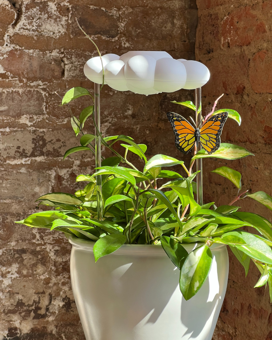 The Cloud Makers – Engroshandel Plantekrukke – Orange sommerfuglcharme til dryppende regnskyer2