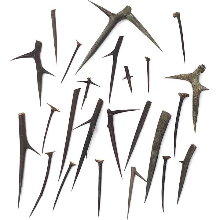 Honey Locust Thorns for wholesale by Apokrypha