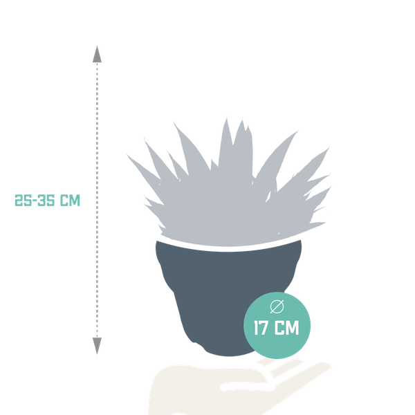 Oasis of Life - Wholesale Succulent - Gasteria d Due – Succulent Houseplant – Dark Green Spotted Leaves – Height approx. 17cm – Easy to Care for & Decorative – Direct from the Grower2