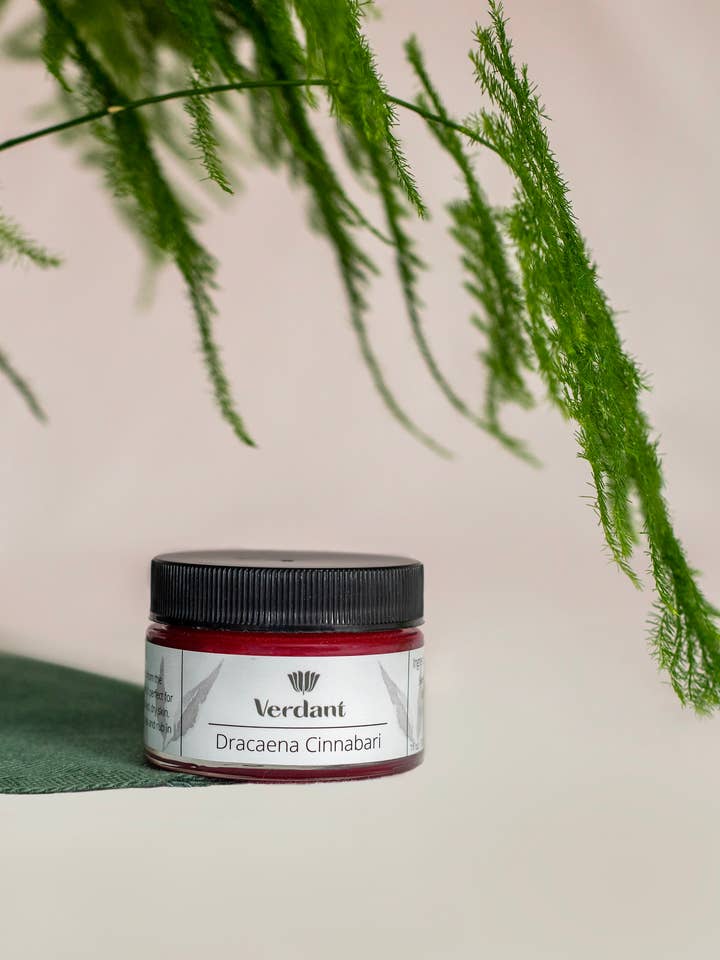 Dracaena Cinnabari for wholesale by Verdant Skincare