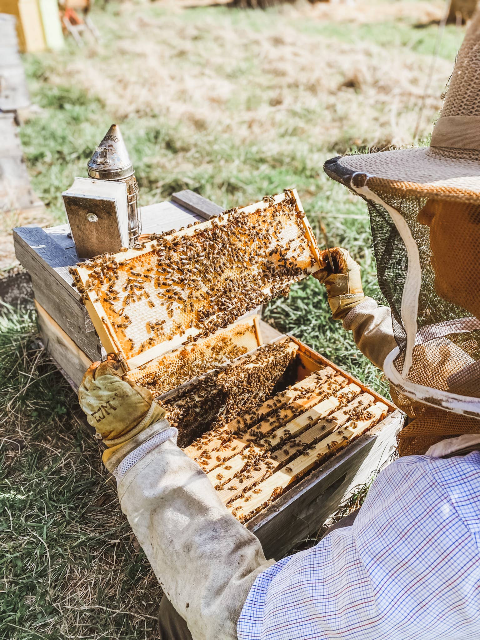 Messner Bee Farm – Loção para mãos e corpo por atacado – Wildflower Honey - Loção de leite e mel - 2oz Travel8