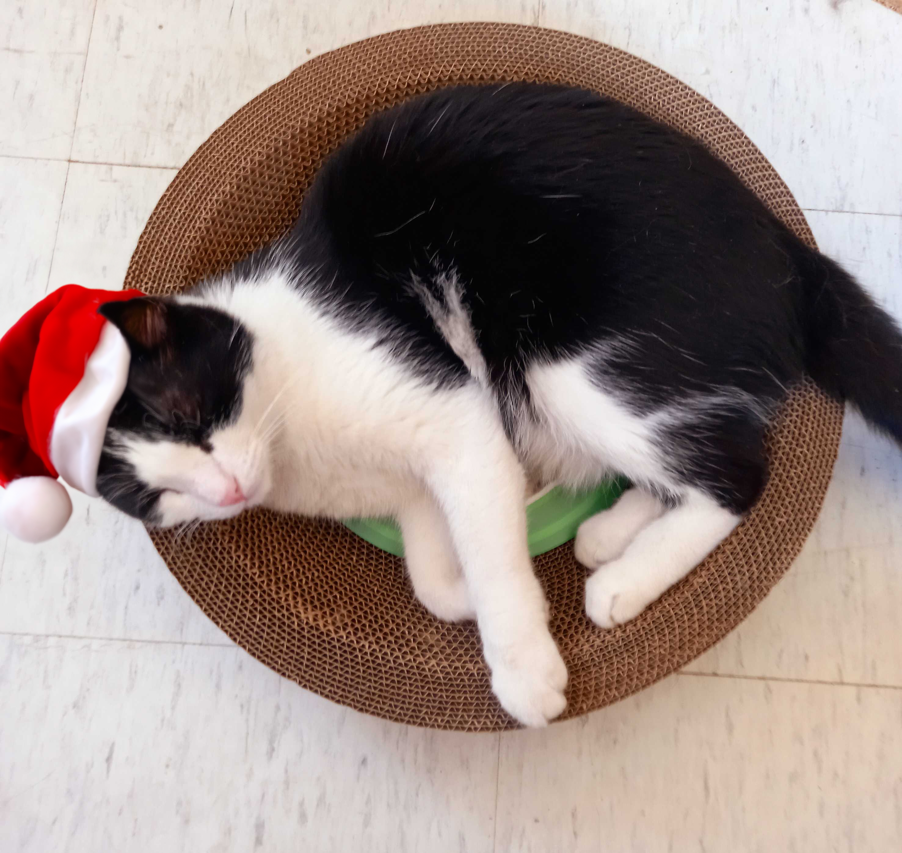 Designer Pet Products, LLC - Vendita all'ingrosso Tiragraffi - Gatti - Grazziapad per Gatti Rotondo – Confezione da 30 Pezzi Resistente15