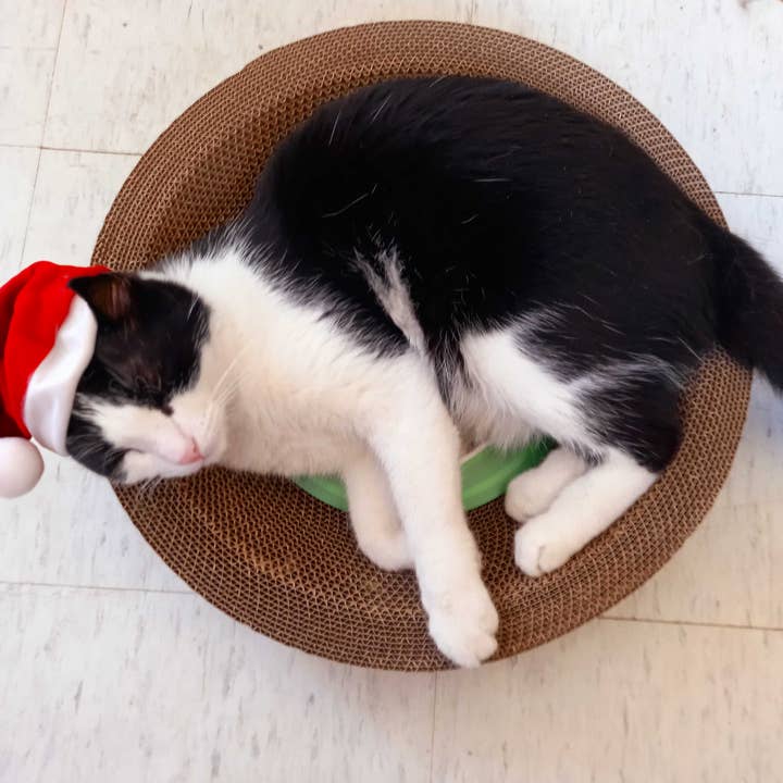 Designer Pet Products, LLC - Vendita all'ingrosso Tiragraffi - Gatti - Grazziapad per Gatti Rotondo – Confezione da 30 Pezzi Resistente15