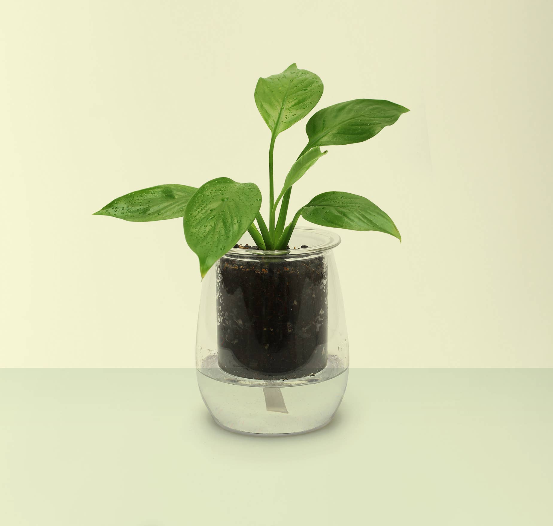 CUP O FLORA® – wholesale Plant pot – Mini Self-watering Planter5