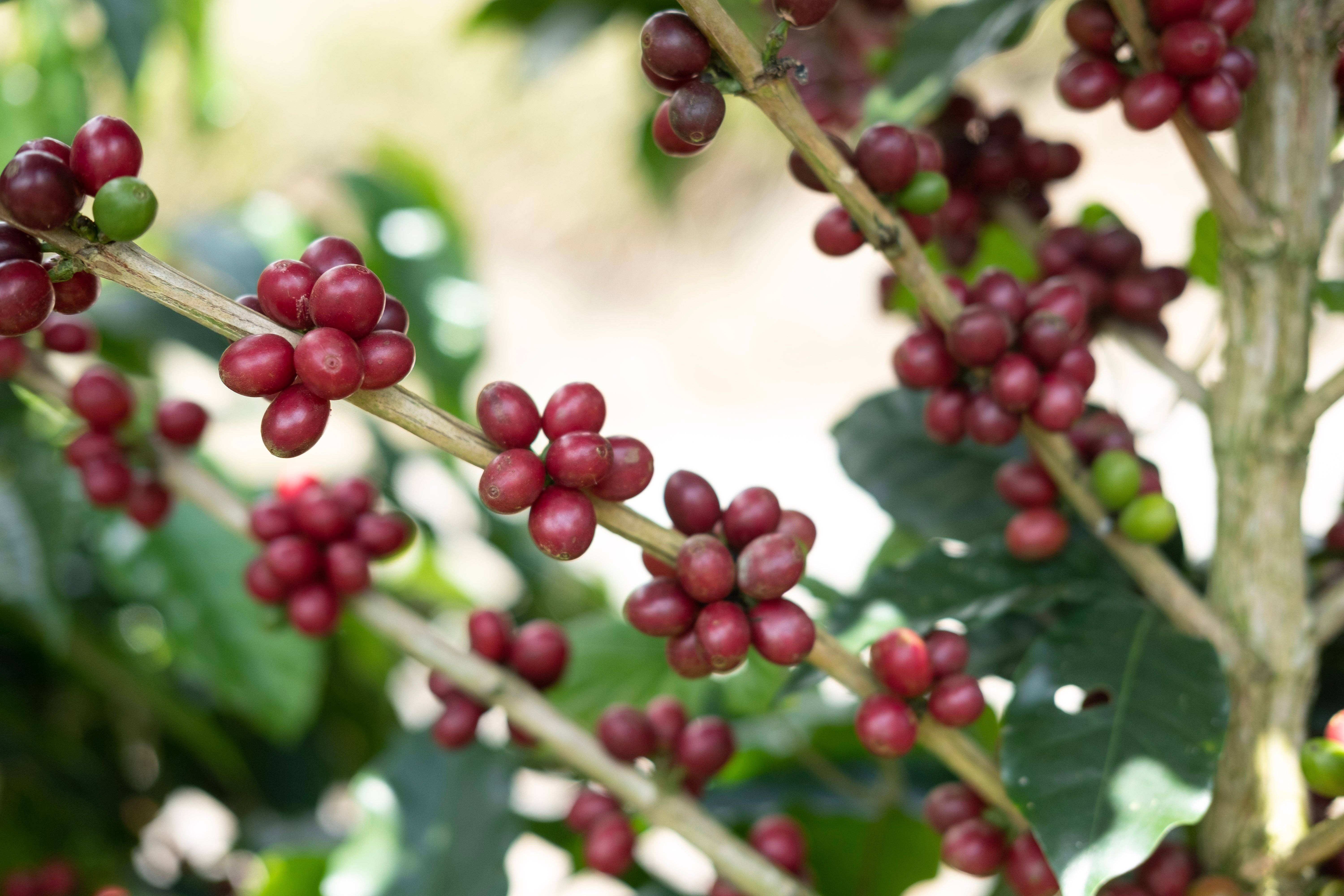 Paso Paso - Farmer Owned Coffee - Wholesale Coffee Beans - Costa Rica - Diego Robelo - Grand Peaberry Washed4