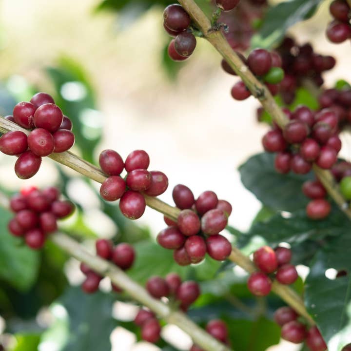 Paso Paso - Farmer Owned Coffee - Wholesale Coffee Beans - Costa Rica - Diego Robelo - Grand Peaberry Washed4