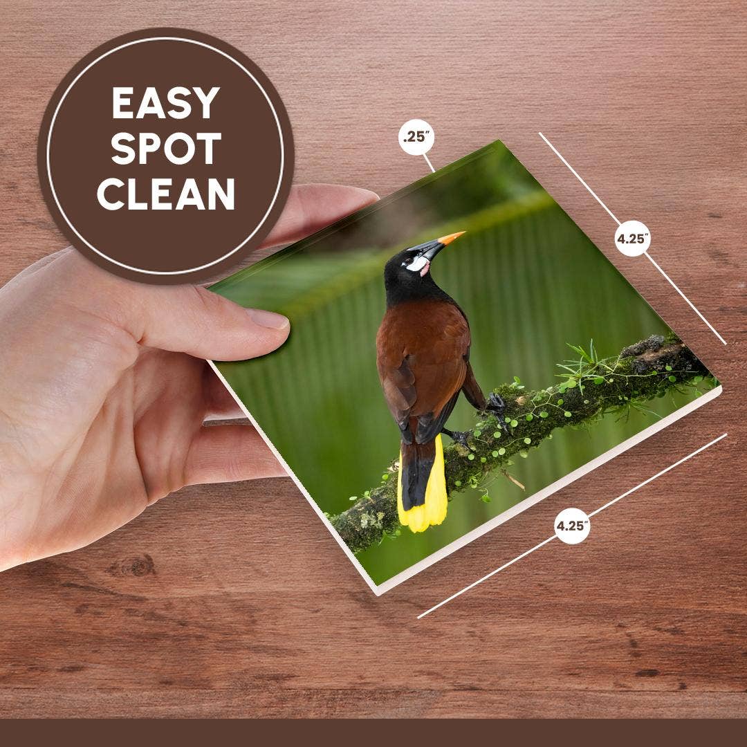 3dRose - Wholesale Coasters - 3dRose, Montezuma oropendola, Costa Rica, Central America, Coaster6