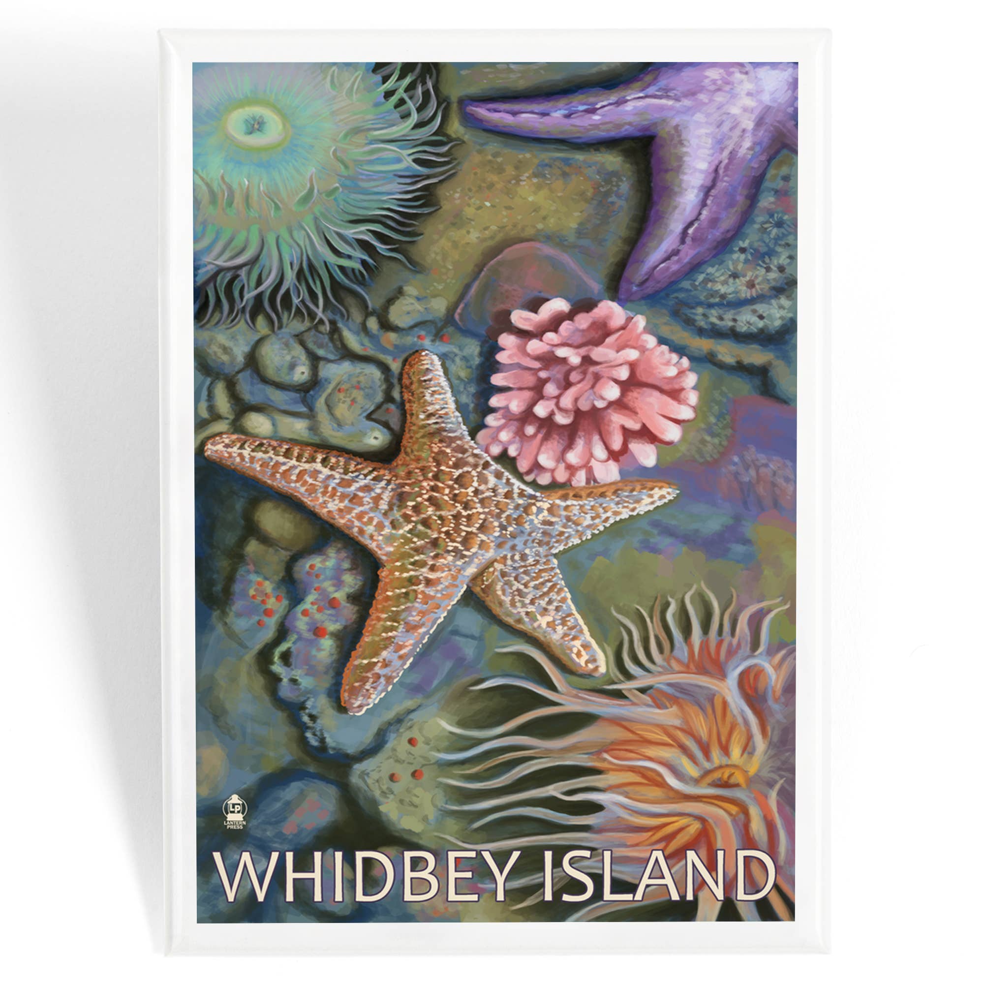 Lantern Press - Wholesale Magnet - MAGNET Whidbey Island, Washington, Tidepool0