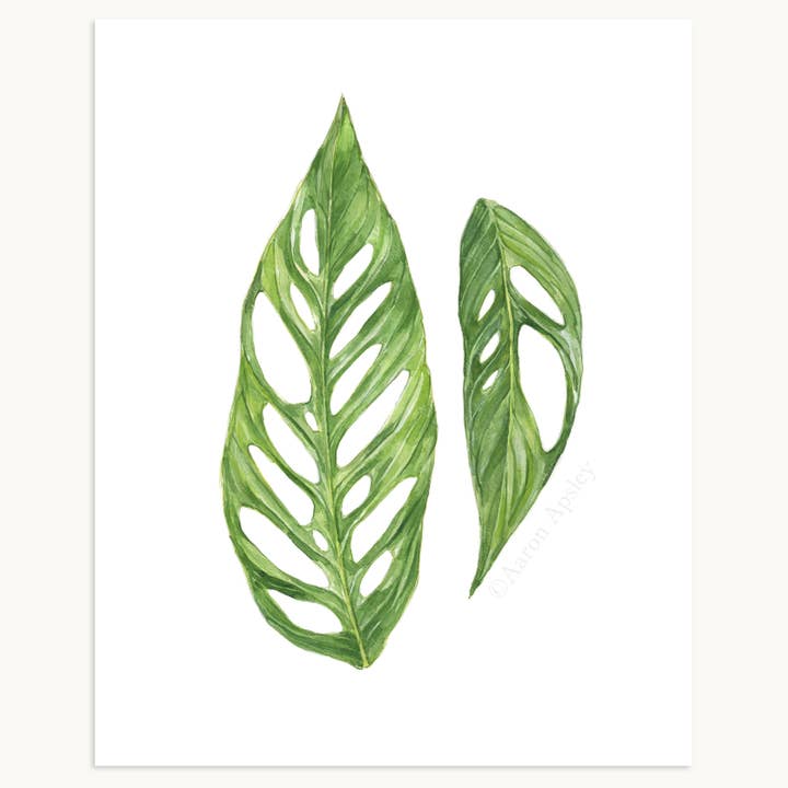 Aaron Apsley Artwork - Wholesale Art Print - Tropical Leaf Print - 8"x10"4