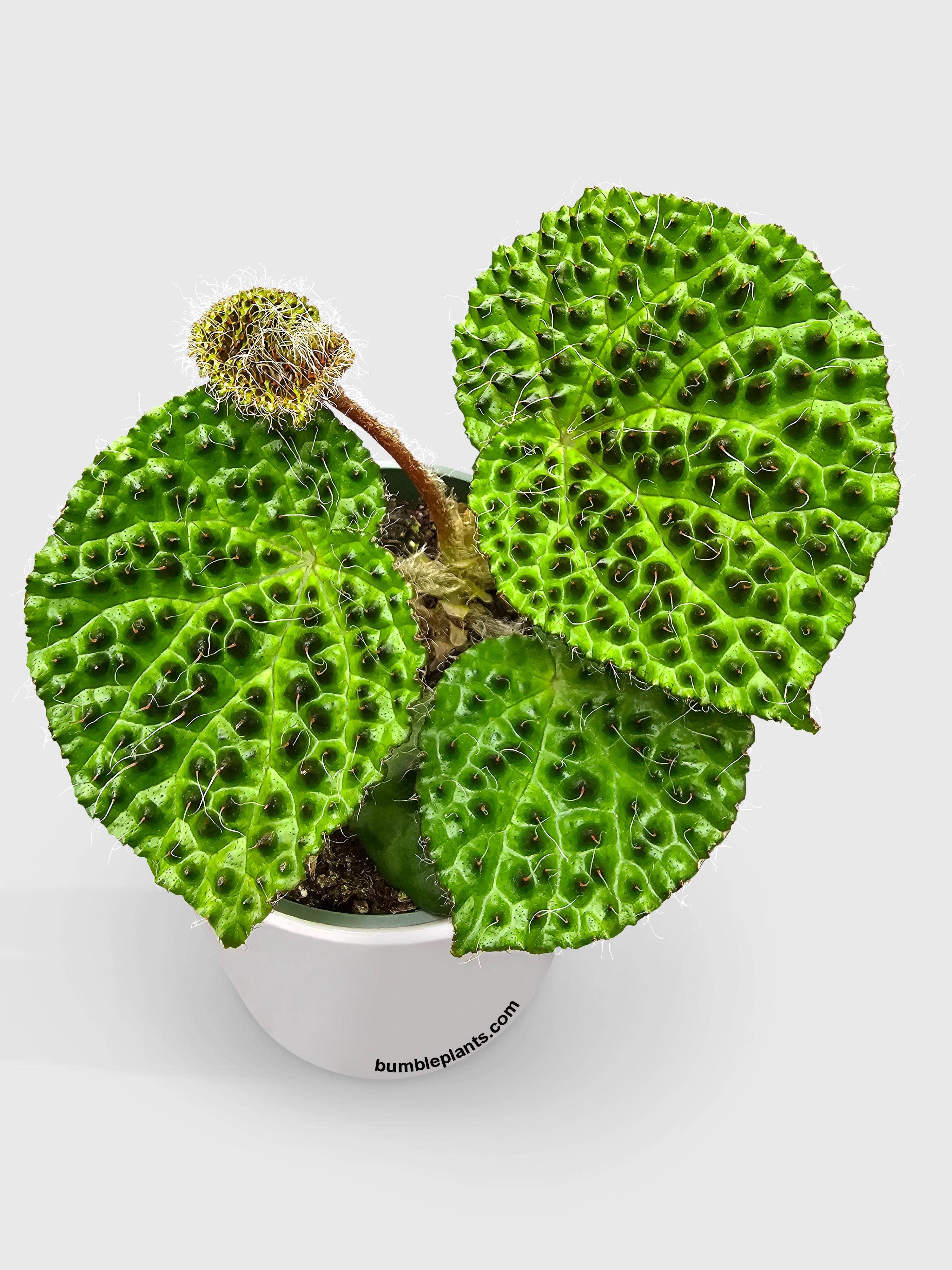 Bumble Plants - Wholesale Live Plant - Begonia Melanobullata2