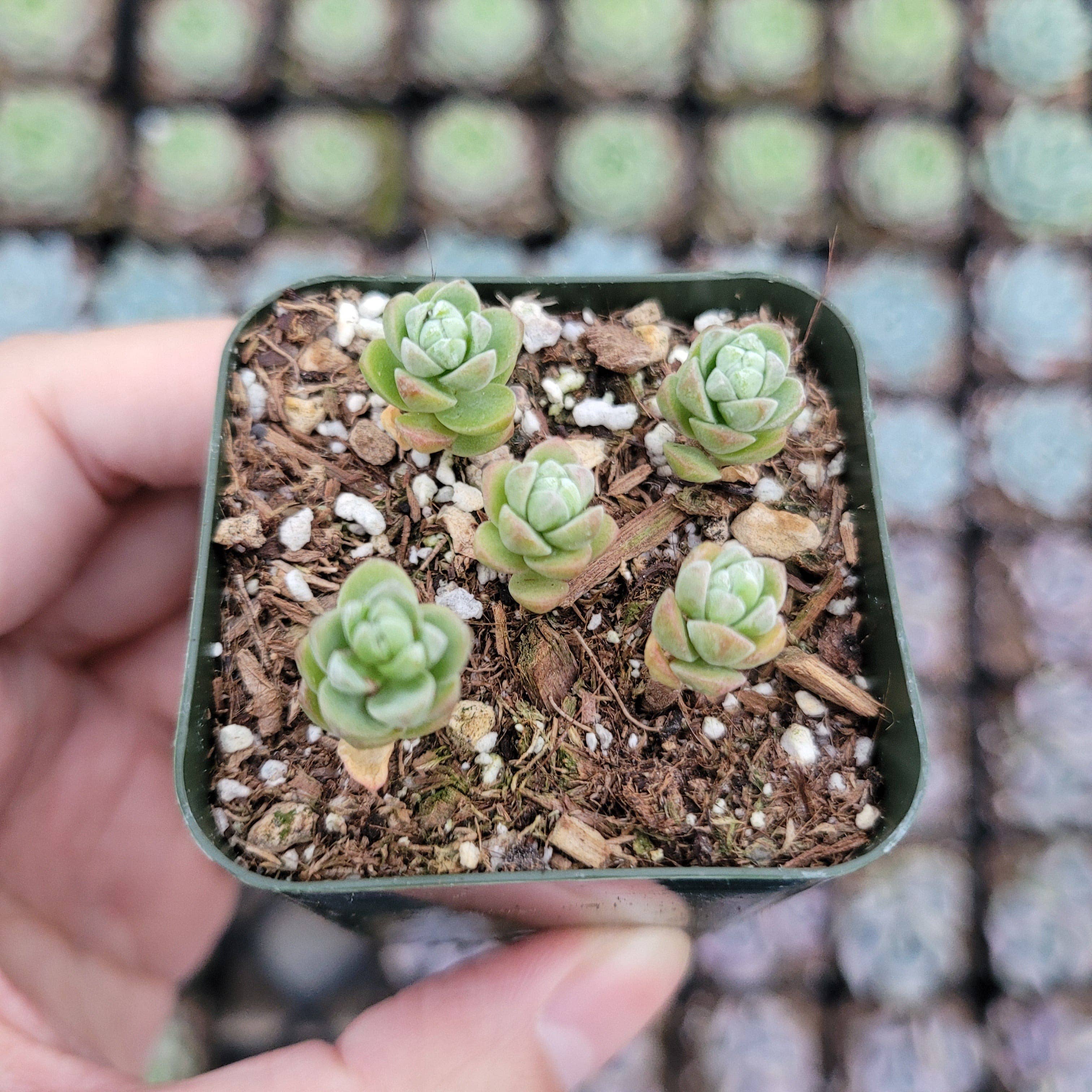 Best Plant Friend - Wholesale Succulent - Oaxacan Stonecrop - Sedum oaxacanum | 2-inch Grower Pot2