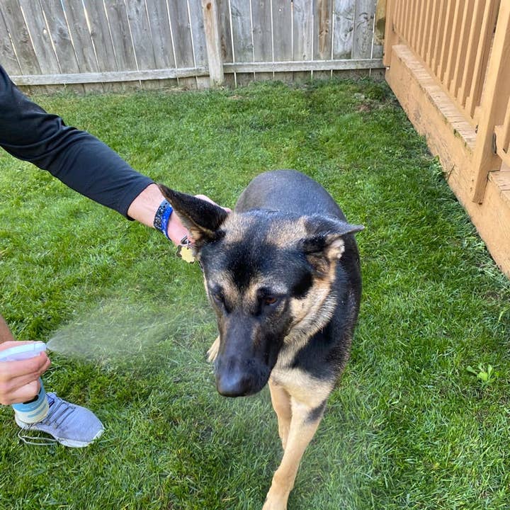 Duke-N-Boots - Wholesale Pet Shampoo - Dog - EasySpray Tearless Pet Shampoo1