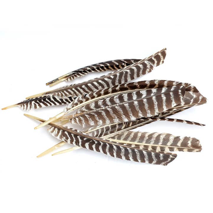 Zucker Feather Products - Wholesale Feathers - Barred Turkey Pointer Feathers - Right Wing - 12 PC1
