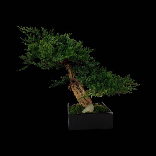 Forever Green Art - Wholesale Artificial Plant - Preserved Monterey Bonsai - Double5