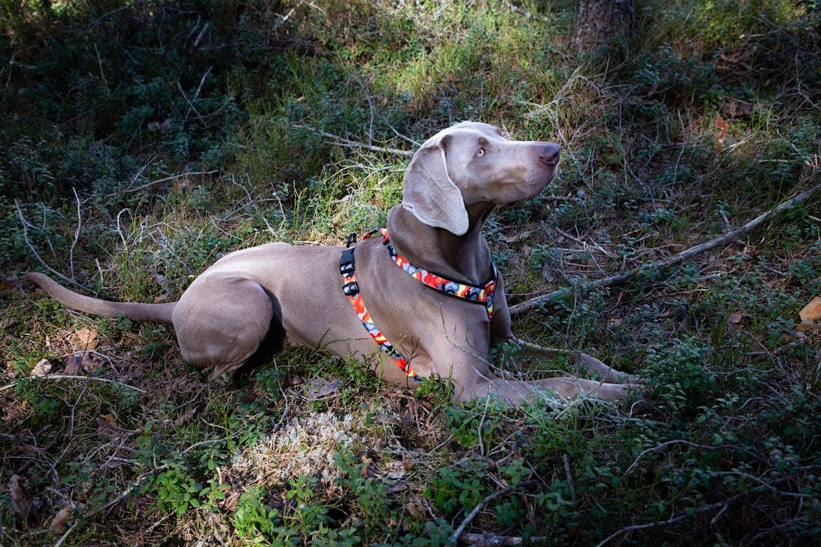 FINNERO – Arnês – Cão por atacado – FINNERO CAMOCOLOR peitoral Y ajustável para cães, 3 cores9