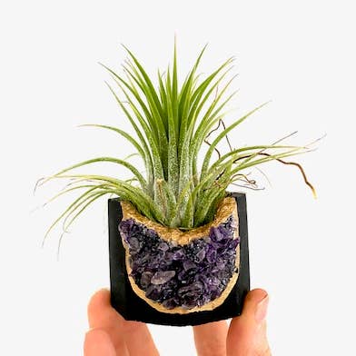 Raw Amethyst Crystal BLACK Concrete Planter with Air Plant for wholesale by Plant One On Me Designs