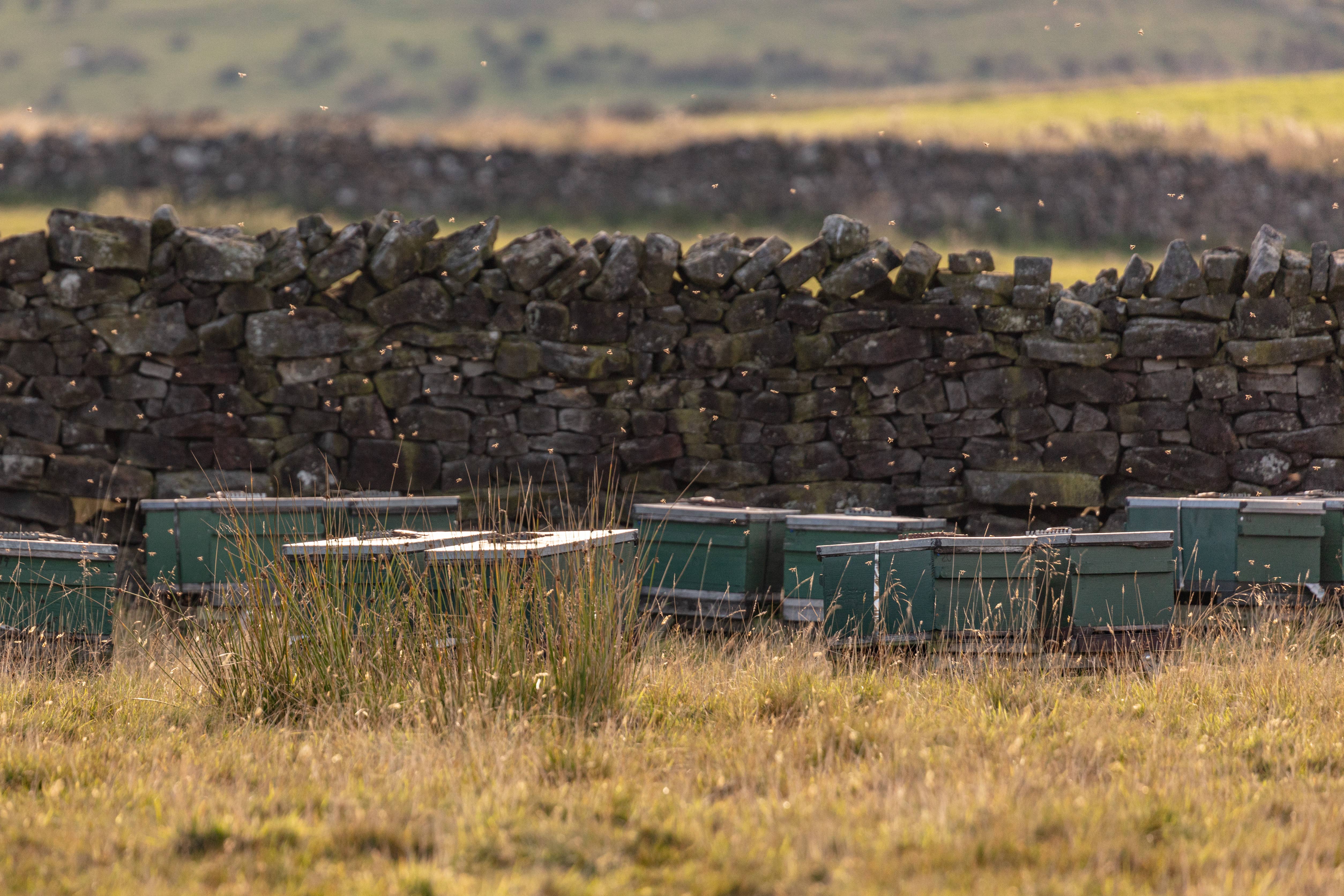 Eat Telfit – wholesale Honey – Telfit Ling Heather Honey 3