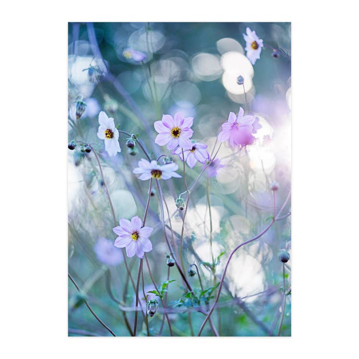 Postal "Dalia silvestre a la luz del atardecer" para venta al por mayor de paruspaper. nutzfeine papeterie