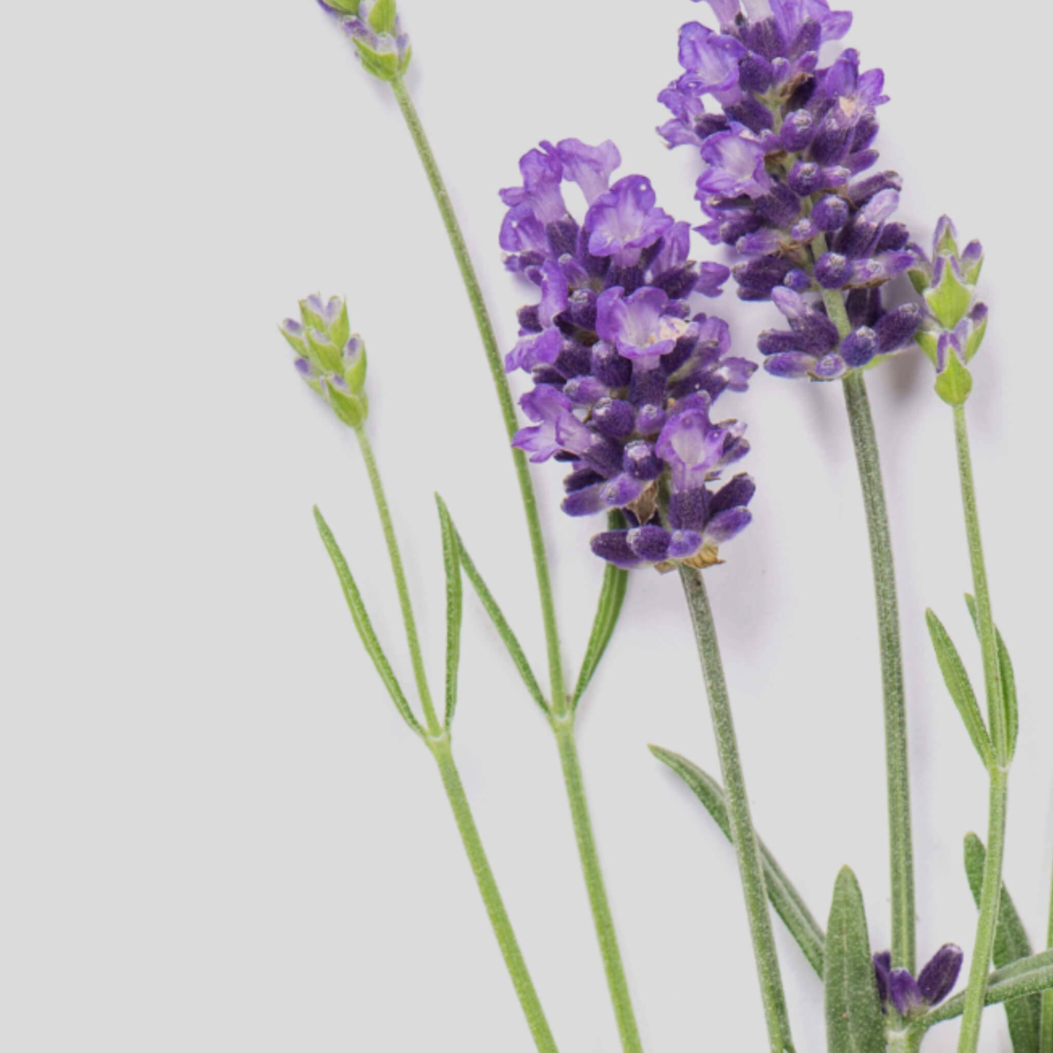 SOWE Botanic Lab – wholesale Eterisk olja – Relax Booster med ekologiska eteriska oljor - lavendeldoft2