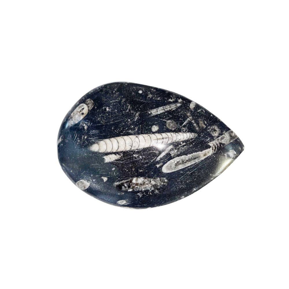 France Mineraux - Vente Pierre et cristal de spiritualité - Orthocéras - Pierre Brute - Taille 10 À 14 cm1