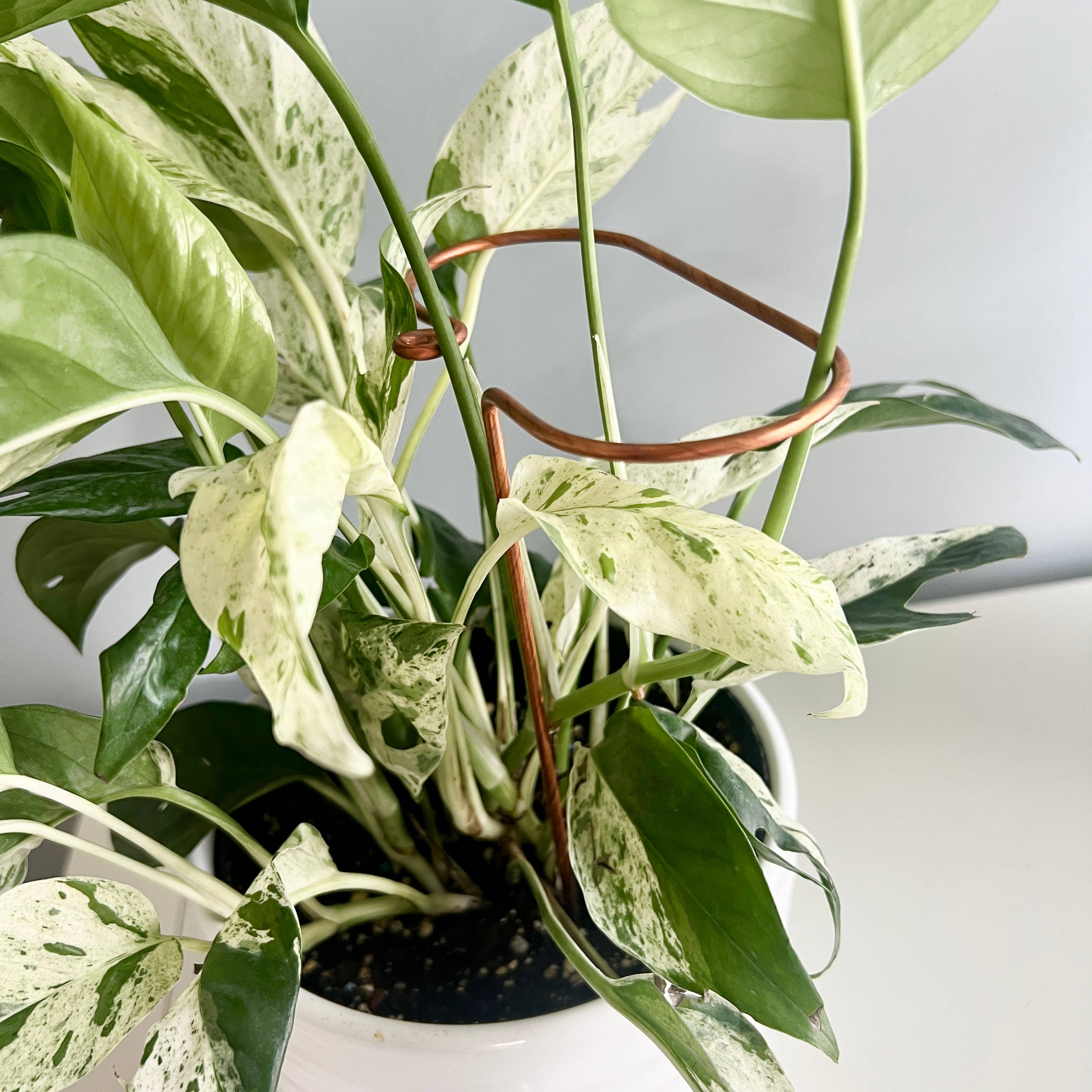 On Ya Garden - Vente Treillis - Bâton de Plante en Cuivre, Support de Tige Inclinée0