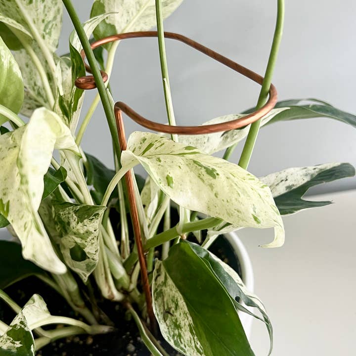 On Ya Garden - Vente Treillis - Bâton de Plante en Cuivre, Support de Tige Inclinée0