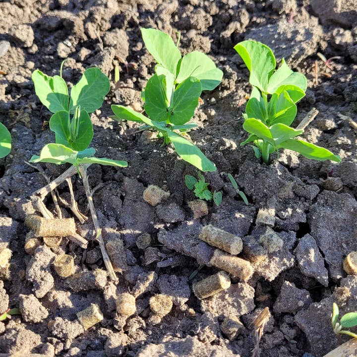 Re-Ewe'able - Wholesale Fertilizer - Wool Pellets - Natural Fertilizer & Soil Amendment5