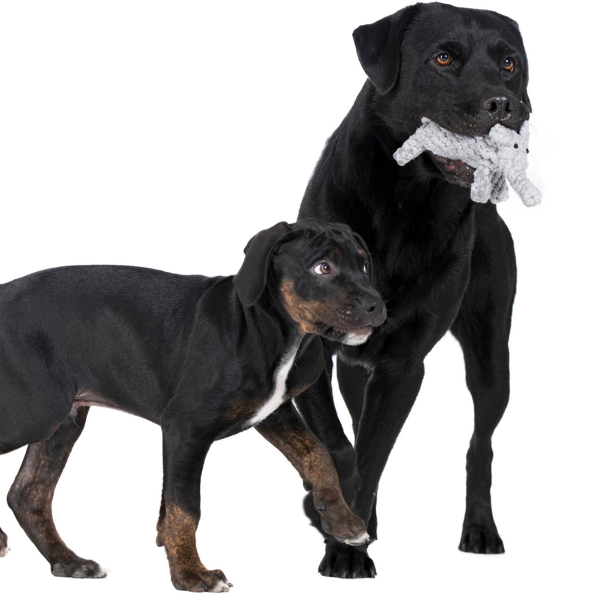 LABONI - Volentis GmbH - Wholesale Pet Chew Toy - Dog - ELTON ELEFANT JR. – The Classic with Big Play Value5