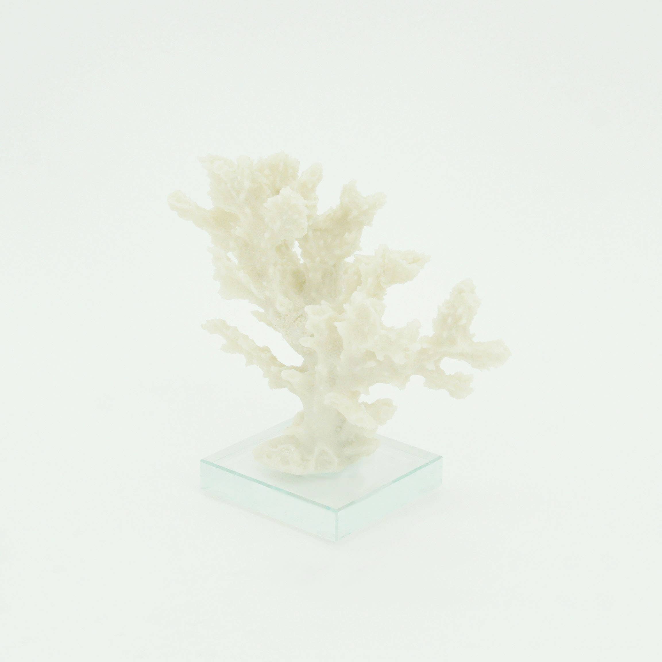 Modern Coastal by Contrast Inc. - Wholesale Decorative Tabletop Object - Staghorn Coral on Base5